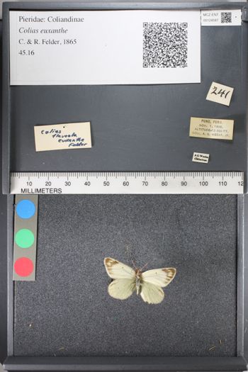 Media type: image;   Entomology 124587